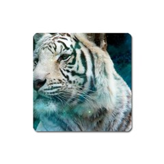 White Tiger Square Magnet by snowwhitegirl