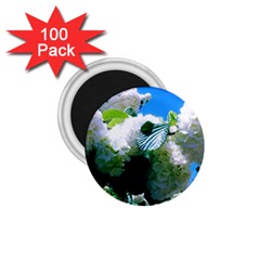 Blue Snowball Branch 1 75  Magnets (100 Pack)  by okhismakingart