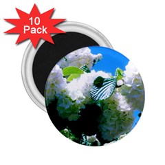 Blue Snowball Branch 2 25  Magnets (10 Pack)  by okhismakingart