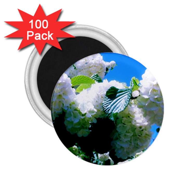 Blue Snowball Branch 2.25  Magnets (100 pack) 