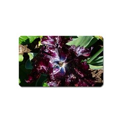 Galaxy Tulip Magnet (name Card) by okhismakingart