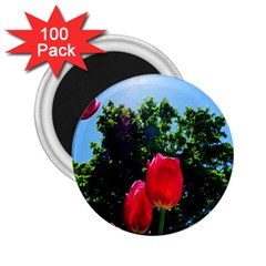 Skyward Tulips 2 25  Magnets (100 Pack)  by okhismakingart