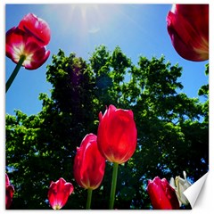 Skyward Tulips Canvas 20  X 20  by okhismakingart