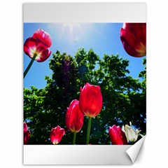 Skyward Tulips Canvas 36  X 48  by okhismakingart