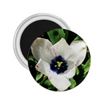 Blue Centered Tulip 2.25  Magnets Front