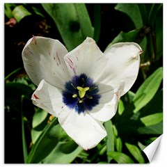 Blue Centered Tulip Canvas 16  x 16 