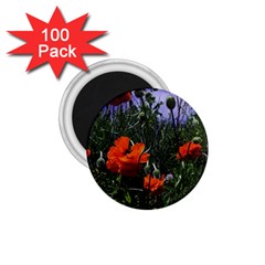 Poppy Field 1 75  Magnets (100 Pack)  by okhismakingart