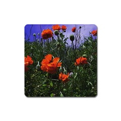 Poppy Field Square Magnet by okhismakingart