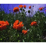 Poppy Field Deluxe Canvas 14  x 11  (Stretched) 14  x 11  x 1.5  Stretched Canvas