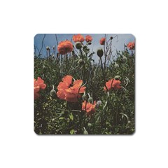 Faded Poppy Field  Square Magnet by okhismakingart