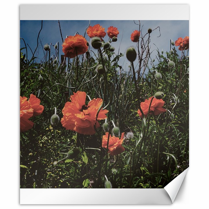 Faded Poppy Field  Canvas 20  x 24 