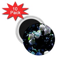 Blue Snowballs Ii 1 75  Magnets (10 Pack)  by okhismakingart