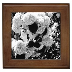 Black And White Snowballs Framed Tiles by okhismakingart