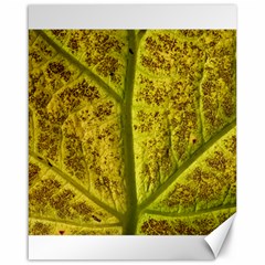 Leaf Structure Texture Background Canvas 16  x 20 