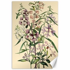 Botanical Print Antique Natural Canvas 12  X 18  by Pakrebo