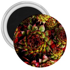 Plant Succulents Succulent 3  Magnets by Pakrebo