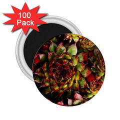 Plant Succulents Succulent 2.25  Magnets (100 pack) 