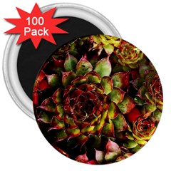 Plant Succulents Succulent 3  Magnets (100 pack)