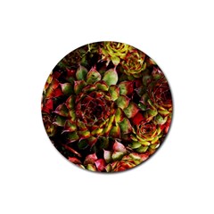 Plant Succulents Succulent Rubber Coaster (Round) 