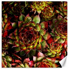 Plant Succulents Succulent Canvas 16  x 16 