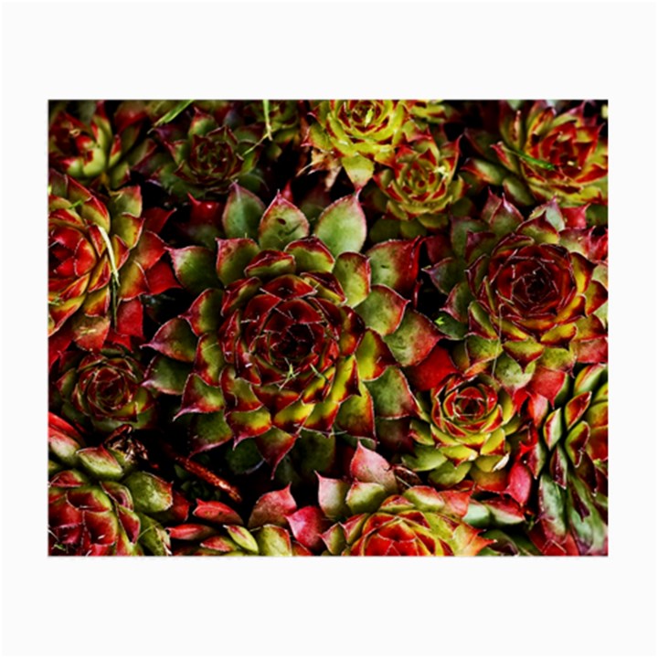 Plant Succulents Succulent Small Glasses Cloth (2 Sides)