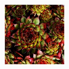 Plant Succulents Succulent Medium Glasses Cloth (2 Sides)