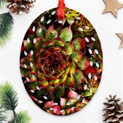 Plant Succulents Succulent Oval Filigree Ornament (Two Sides)