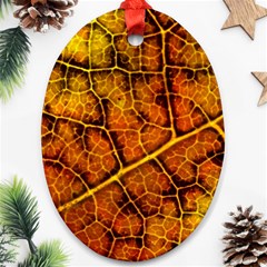 Autumn Leaves Forest Fall Color Ornament (oval)