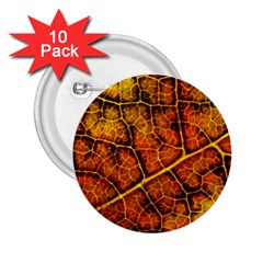 Autumn Leaves Forest Fall Color 2 25  Buttons (10 Pack)  by Pakrebo