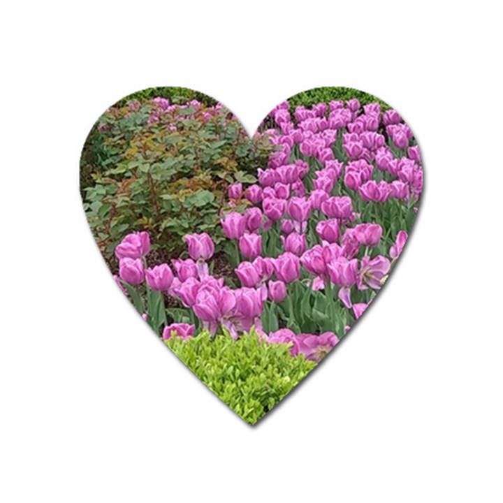 Late April Purple Tulip Heart Magnet