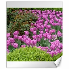 Late April Purple Tulip Canvas 8  X 10  by Riverwoman