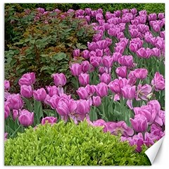 Late April Purple Tulip Canvas 20  X 20  by Riverwoman