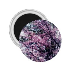 Ohio Redbud 2.25  Magnets