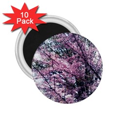 Ohio Redbud 2.25  Magnets (10 pack) 