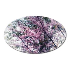 Ohio Redbud Oval Magnet