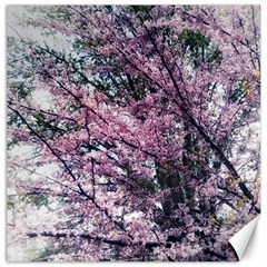 Ohio Redbud Canvas 20  X 20  by Riverwoman