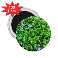 Forget Me Not 2 25  Magnets (100 Pack)  by Riverwoman