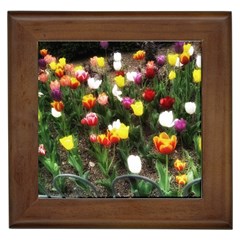 Tulips  Framed Tiles by Riverwoman