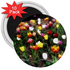 Tulips  3  Magnets (10 Pack)  by Riverwoman