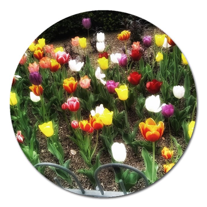 Tulips  Magnet 5  (Round)