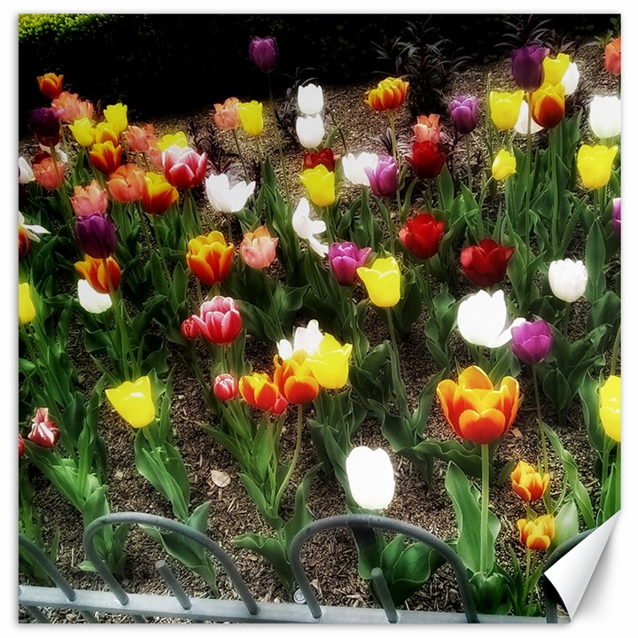 Tulips  Canvas 16  x 16 