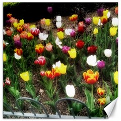 Tulips  Canvas 20  X 20 