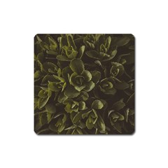 Green Leafy Plant Square Magnet by Pakrebo