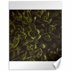 Green Leafy Plant Canvas 12  X 16  by Pakrebo