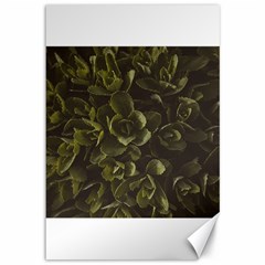 Green Leafy Plant Canvas 12  X 18  by Pakrebo