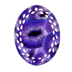 Sliced Kiwi Fruits Purple Ornament (oval Filigree)