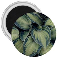 Closeup Photo Of Green Variegated Leaf Plants 3  Magnets by Pakrebo