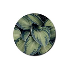 Closeup Photo Of Green Variegated Leaf Plants Rubber Coaster (round)  by Pakrebo