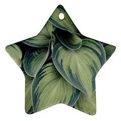 Closeup Photo Of Green Variegated Leaf Plants Star Ornament (two Sides) by Pakrebo