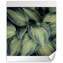 Closeup Photo Of Green Variegated Leaf Plants Canvas 16  X 20  by Pakrebo